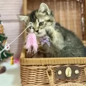 スコティッシュフォールド(立ち耳)【神奈川県・女の子・2025年9月8日・ブラウンタビ―】の写真3「ちょいちょい♪」