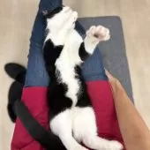 スコティッシュフォールド(立ち耳)【神奈川県・男の子・2025年3月9日・ブラック&ホワイト】の写真5