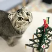 スコティッシュフォールド(折れ耳)【神奈川県・女の子・2025年5月27日・ブラウンタビー】の写真6