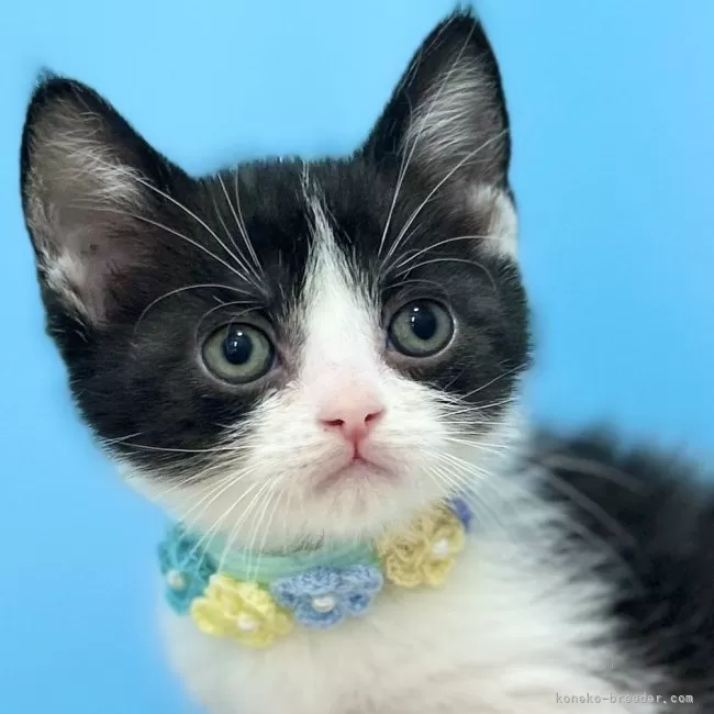 ID:2504-02901の子猫
