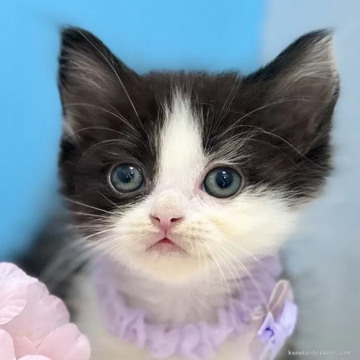 ID：2504-03015の子猫
