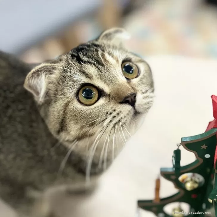 スコティッシュフォールド(折れ耳)【神奈川県・女の子・2025年5月27日・ブラウンタビー】の写真1「あまえんぼちゃん(*´ω｀*)♡」