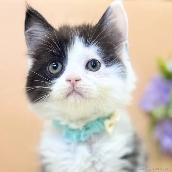 スコティッシュフォールド(立ち耳)【神奈川県・男の子・2025年6月30日・ブラック&amp;ホワイト】の写真1「優しいお顔の白黒ボーイ♪」