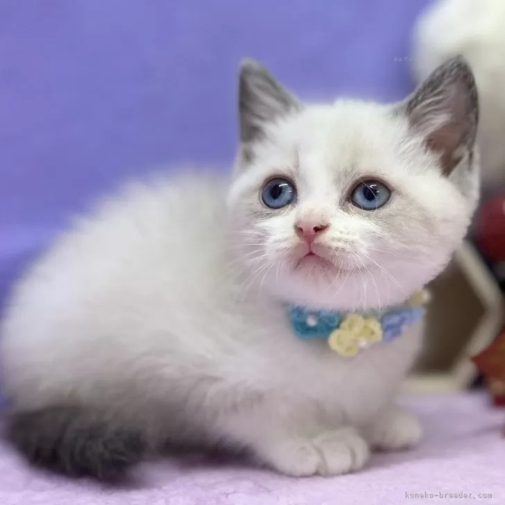 K.S 様のお迎えした子猫