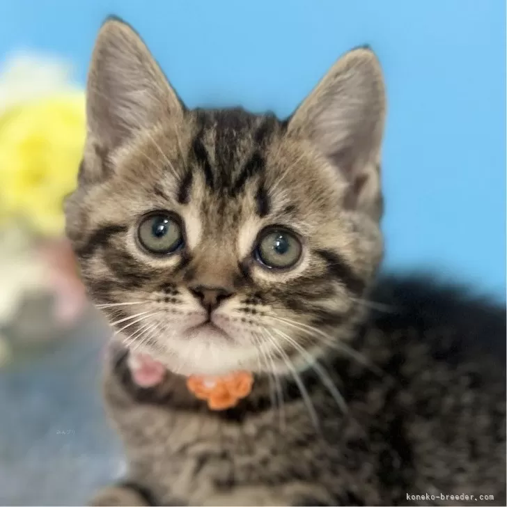 ID:2504-02896の子猫