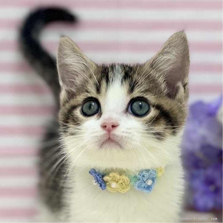 まり 様のお迎えした子猫