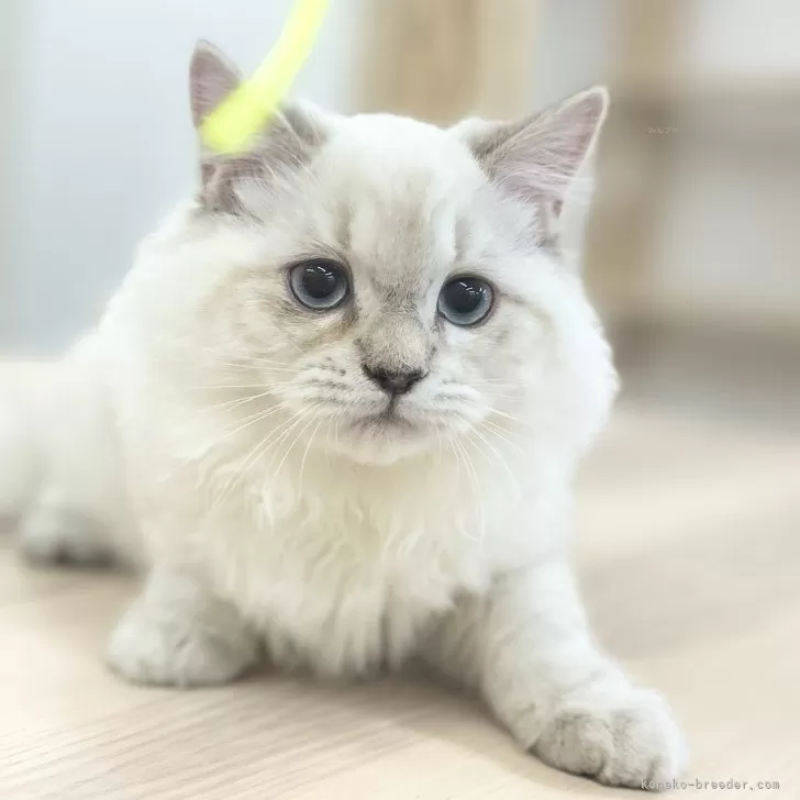 ID:2501-01150の子猫