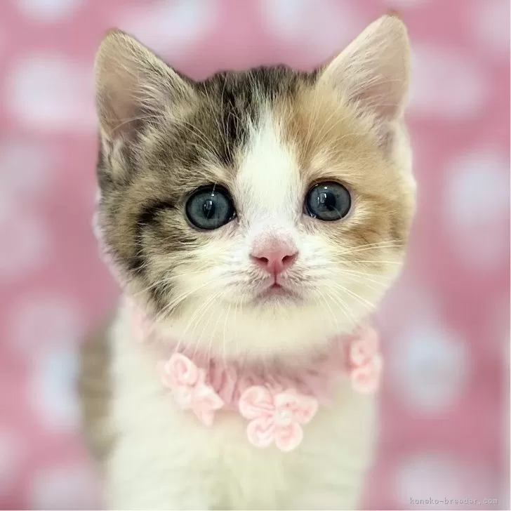 ID：2504-03041の子猫