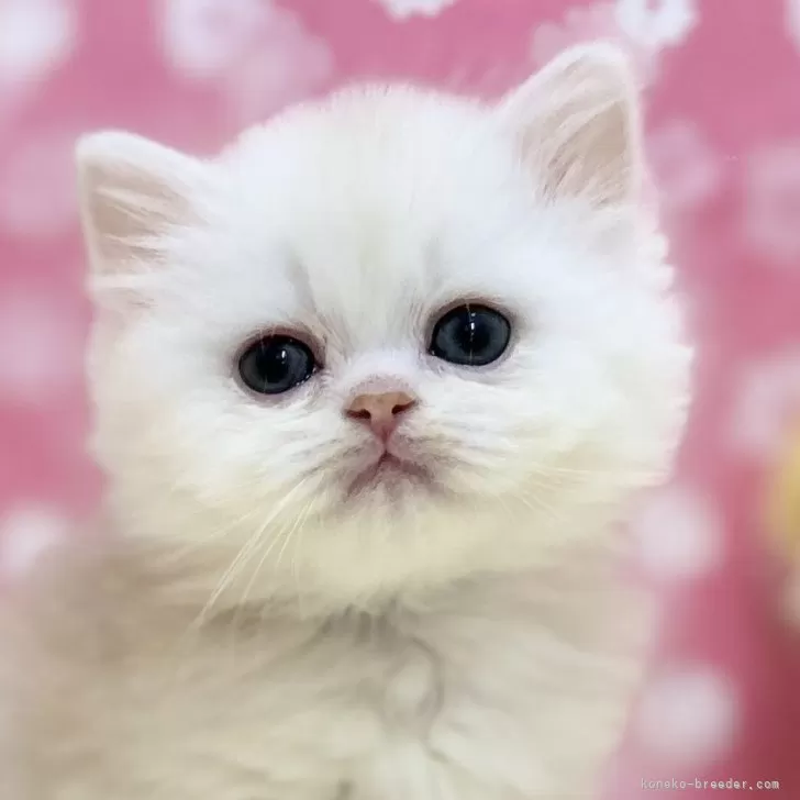 ID:2503-02195の子猫
