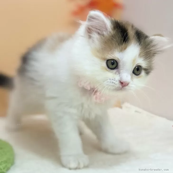 ID：2509-00556の子猫