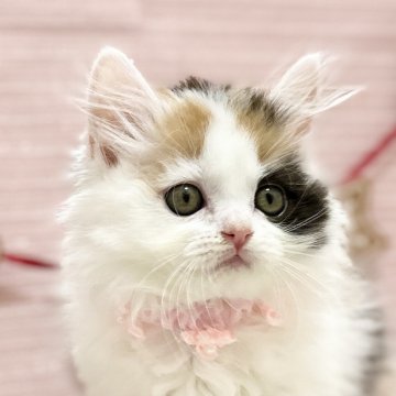 スコティッシュフォールド(立ち耳)【神奈川県・女の子・2025年9月8日・キャリコ（長毛（ミディアム））】の写真「ママに似て美人ちゃん♡」