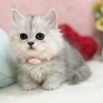 ミヌエット(短足)【神奈川県・女の子・2025年8月1日・チンチラシルバー（長毛）】の写真「優しいお顔つきの女の子♪」