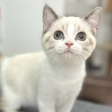 スコティッシュフォールド(立ち耳)【神奈川県・女の子・2025年8月23日・ブルーポイント（ショートヘアー）】の写真「神秘的で魅力的♡」