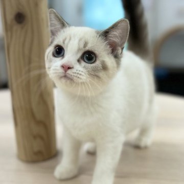 スコティッシュフォールド(立ち耳)【神奈川県・女の子・2025年8月23日・ブルーポイント（ショートヘアー）】の写真「神秘的で魅力的♡」