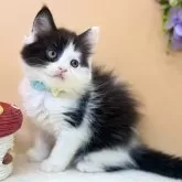 スコティッシュフォールド(立ち耳)