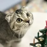 スコティッシュフォールド(折れ耳)