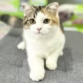 スコティッシュフォールド(折れ耳)