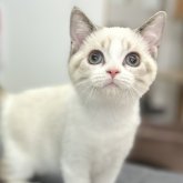 スコティッシュフォールド(立ち耳)