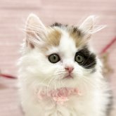 スコティッシュフォールド(立ち耳)