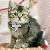 スコティッシュフォールド(立ち耳)