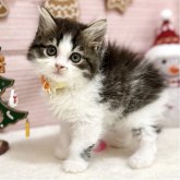 スコティッシュフォールド(立ち耳)