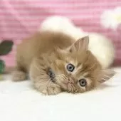 スコティッシュフォールド(立ち耳)