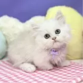 ミヌエット(短足)