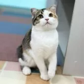 スコティッシュフォールド(折れ耳)【神奈川県・女の子・2025年7月4日・キャリコ】の写真9