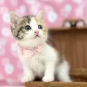 スコティッシュフォールド(立ち耳)【神奈川県・女の子・2025年3月13日・キャリコ】の写真2