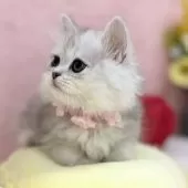 ミヌエット(短足)【神奈川県・女の子・2025年8月1日・チンチラシルバー】の写真7