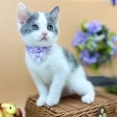 スコティッシュフォールド(立ち耳)【神奈川県・男の子・2025年6月30日・ブルー&ホワイト】の写真3「キレイ系カラー☆彡」