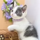 スコティッシュフォールド(立ち耳)【神奈川県・男の子・2025年6月30日・ブルー&ホワイト】の写真2「まんまるくん(*´ω｀*)」