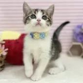 スコティッシュフォールド(立ち耳)【神奈川県・男の子・2025年4月10日・ブラウンタビー&ホワイト】の写真2「ピンクのお鼻がかわいいっ♡」