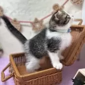 スコティッシュフォールド(折れ耳)【神奈川県・男の子・2025年9月22日・ブラウンタビー&ホワイト】の写真8