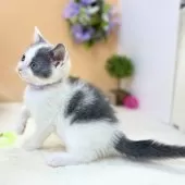 スコティッシュフォールド(立ち耳)【神奈川県・男の子・2025年6月30日・ブルー&ホワイト】の写真6