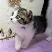 スコティッシュフォールド(折れ耳)【神奈川県・男の子・2025年9月22日・ブラウンタビー&ホワイト】の写真5