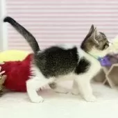 スコティッシュフォールド(立ち耳)【神奈川県・男の子・2025年4月10日・ブラウンタビー&ホワイト】の写真7