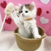 スコティッシュフォールド(立ち耳)【神奈川県・女の子・2025年12月1日・ブラウンタビー&ホワイトバン】の写真5