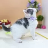 スコティッシュフォールド(立ち耳)【神奈川県・男の子・2025年6月30日・ブルー&ホワイト】の写真9