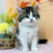 スコティッシュフォールド(立ち耳)【神奈川県・男の子・2025年7月23日・ブラウンタビー&ホワイト】の写真11