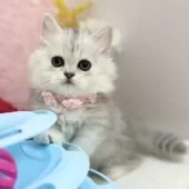 ミヌエット(短足)【神奈川県・女の子・2025年8月1日・チンチラシルバー】の写真8