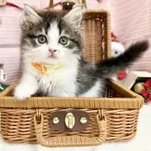 スコティッシュフォールド(立ち耳)【神奈川県・女の子・2025年9月8日・ブラウンタビ―&ホワイト】の写真4