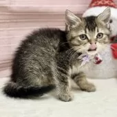 スコティッシュフォールド(立ち耳)【神奈川県・女の子・2025年9月8日・ブラウンタビ―】の写真10