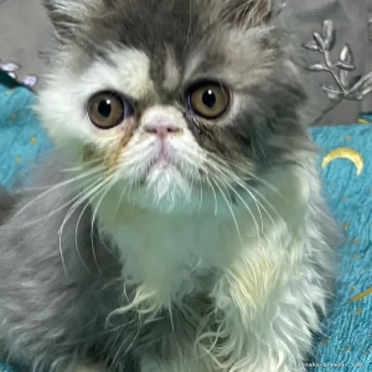 ID：2308-02964の子猫