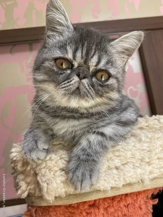 エキゾチックショートヘア【茨城県・男の子・2021年9月13日・ブルータビー】の写真1