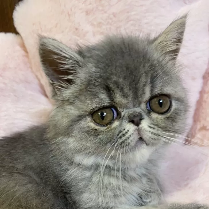 木村　隆浩 様のお迎えした子猫