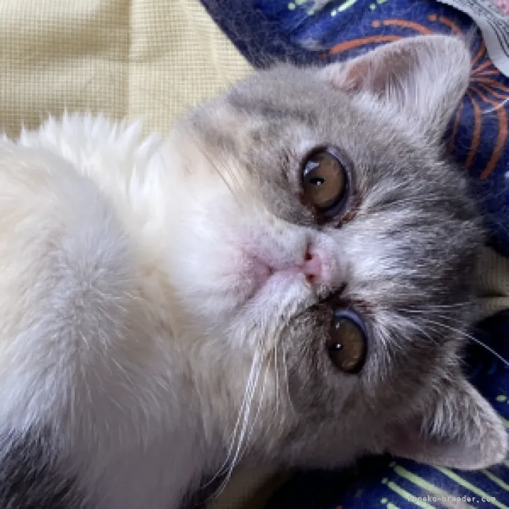 ID：2307-01738の子猫