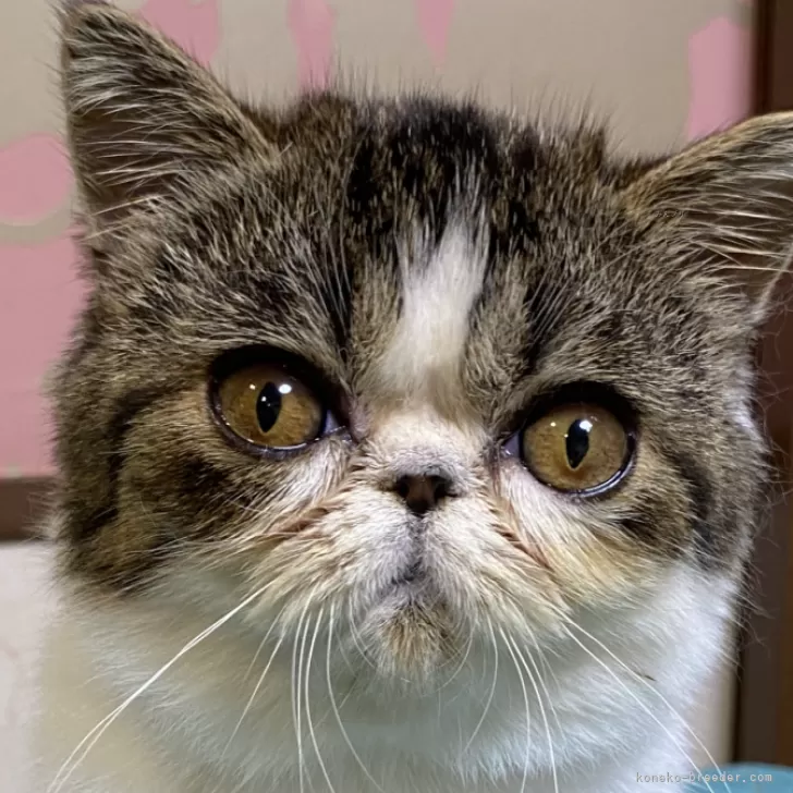 ID：2405-00737の子猫