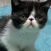 エキゾチックショートヘア【茨城県・男の子・2023年3月18日・ブラック&ホワイト】の写真1