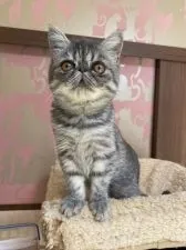 エキゾチックショートヘア【茨城県・男の子・2021年9月13日・ブルータビー】の写真3